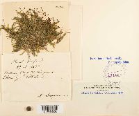 Platyhypnidium riparoides image