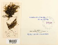 Platyhypnidium riparoides image