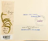 Platyhypnidium riparoides image