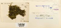 Platyhypnidium riparoides image