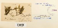 Platyhypnidium riparoides image