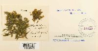 Platyhypnidium riparoides image