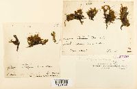 Platyhypnidium riparoides image