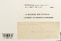 Grimmia teretinervis image