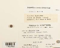 Schistidium rivulare image