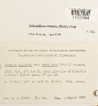 Schistidium rivulare image