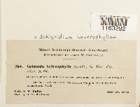 Image of Schistidium heterophyllum