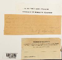 Schistidium rivulare image