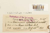 Schistidium rivulare image