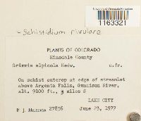 Schistidium rivulare image