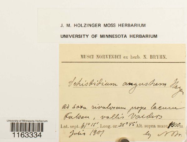 Schistidium angustum image