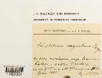 Image of Schistidium angustum