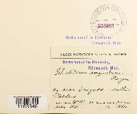 Schistidium angustum image