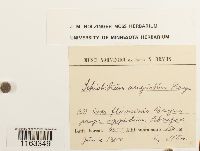 Schistidium angustum image