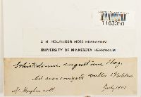 Schistidium angustum image