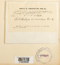 Schistostega pennata image