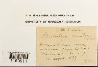 Schistostega pennata image