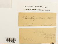 Schistostega pennata image