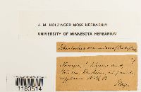 Schistostega pennata image