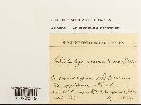 Schistostega pennata image