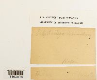 Schistostega pennata image