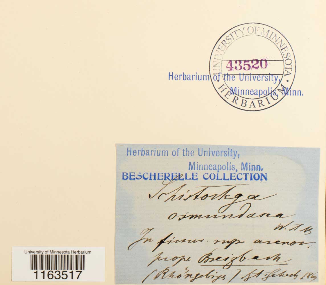 Schistostega pennata image