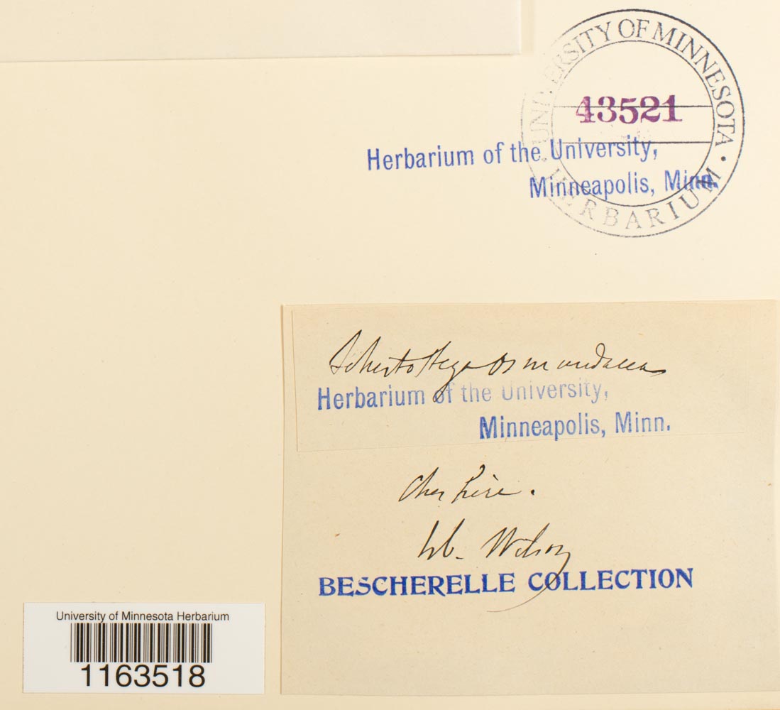 Schistostegaceae image