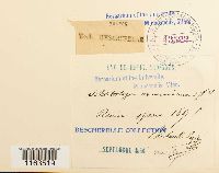 Schistostega pennata image