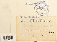 Schistostega pennata image