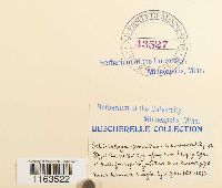 Schistostega pennata image