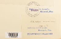 Schistostega pennata image