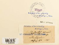 Schistostega pennata image