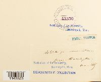 Schistostega pennata image