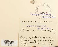 Schistostega pennata image