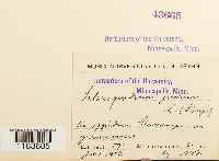 Pseudoscleropodium purum image