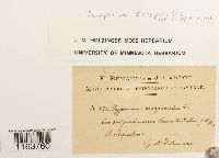 Media resource of Scorpidium scorpioides