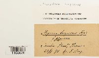 Pseudocalliergon turgescens image