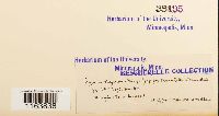 Pseudocalliergon turgescens image