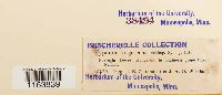 Pseudocalliergon turgescens image