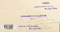 Pseudocalliergon turgescens image