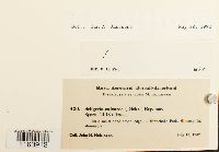 Media resource of Seligeria calcarea