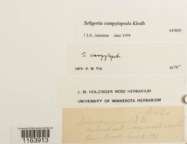 Seligeria campylopoda image