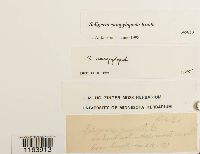 Media resource of Seligeria campylopoda