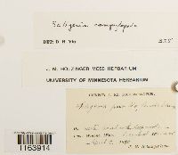 Seligeria campylopoda image