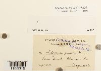 Media resource of Seligeria pusilla