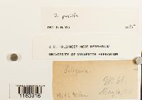 Seligeria pusilla image