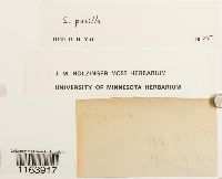 Seligeria pusilla image