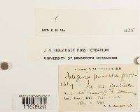 Seligeria pusilla image