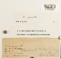 Seligeria pusilla image