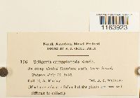 Seligeria campylopoda image